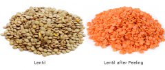 Industrial dry red split lentils processing plant in Ethiopia
